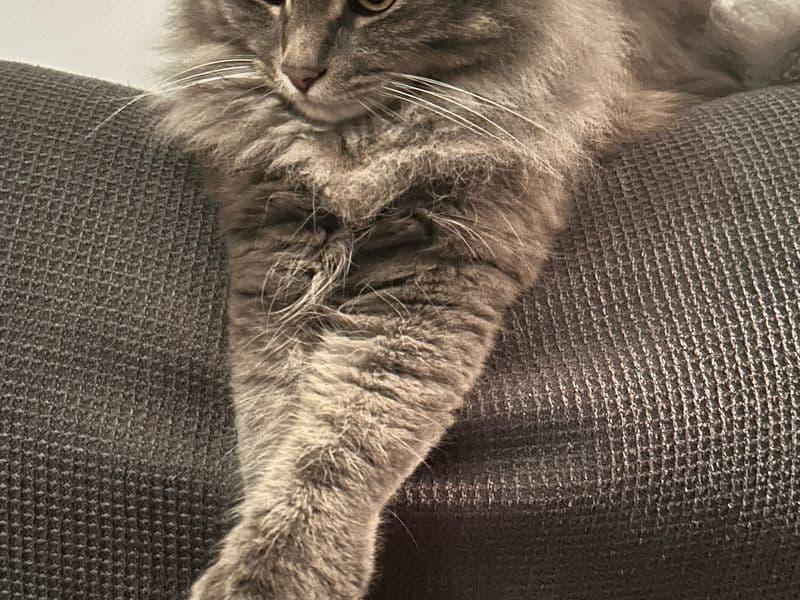 Biscuit le chat gris