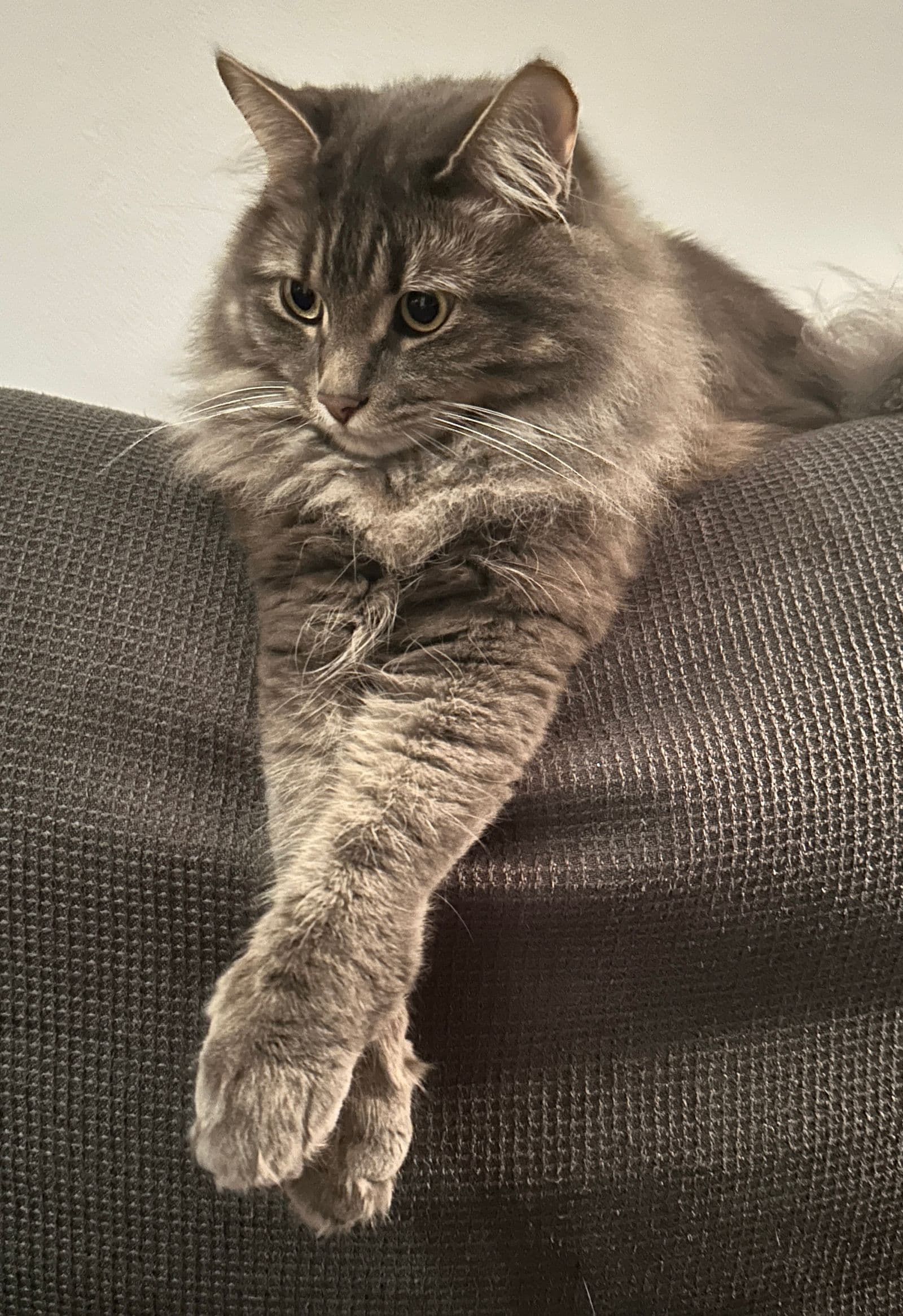 Biscuit le chat gris